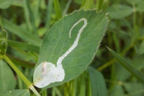 Agromyza nana